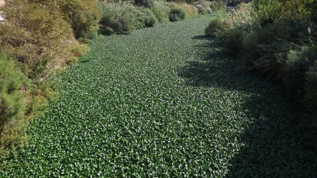 Hatay’da Görsel Şölen Mest Etti: Asi Nehri Sümbül Cenneti Oldu! 3